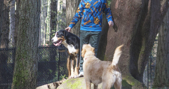 Molly Hetherwick /Kitsap News Group photos
Loki, an 11-month-old greater Swiss mountain dog, left, plays with Hank, a first-generation labradoodle.