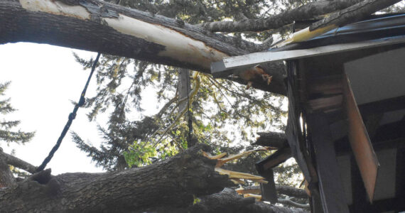 Nicholas Zeller-Singh/Kitsap News Group
An 8-foot-wide tree fell on Kim McLaughlin’s home April 20.